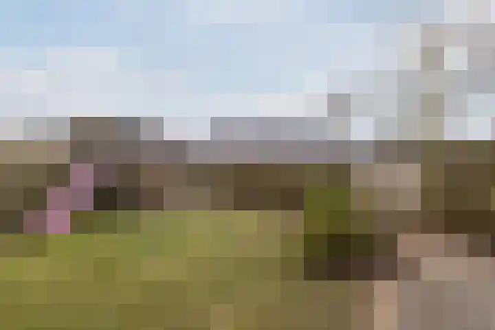 Reggeland 4 Nieuwleusen thumbnail 46