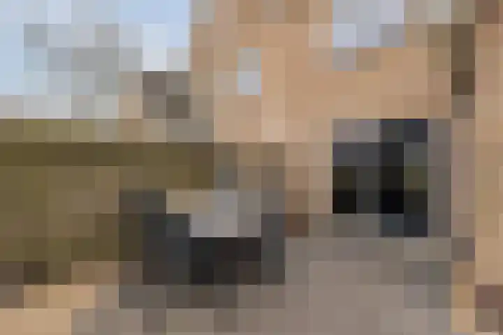 Reggeland 4 Nieuwleusen thumbnail 47