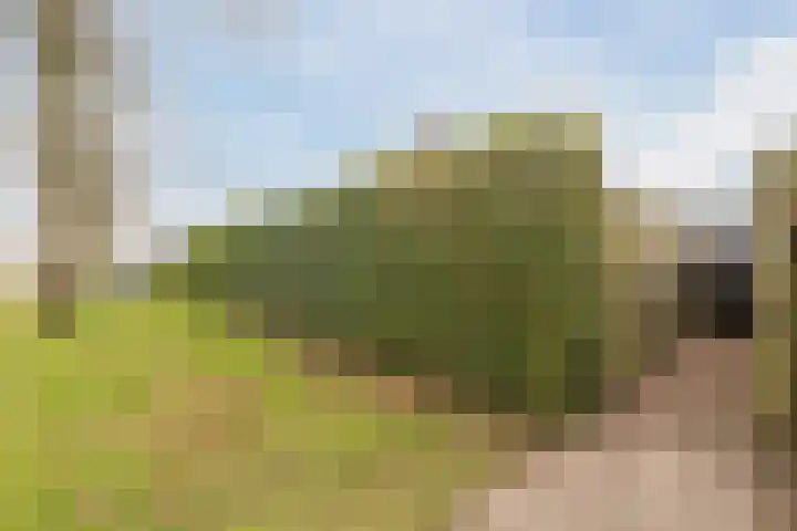 Reggeland 4 Nieuwleusen thumbnail 49