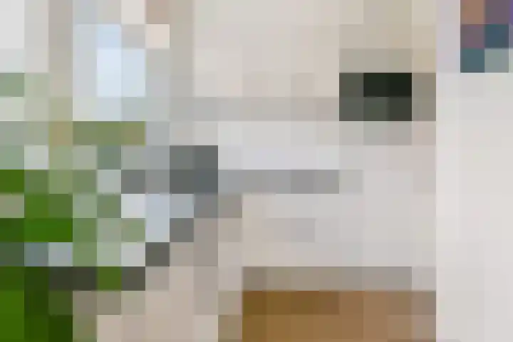 Regulierenhove 7 Leusden thumbnail 4