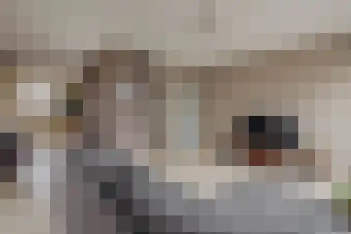 Reidans 14 Capelle aan den IJssel thumbnail 13