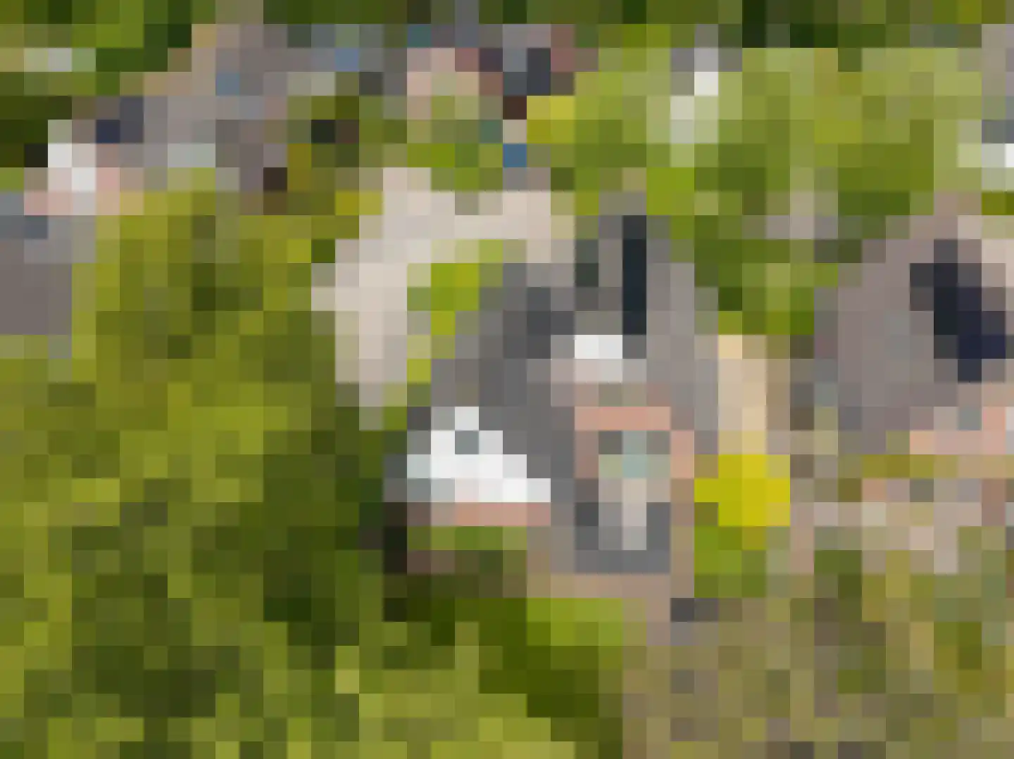Reidikker 15 Ryptsjerk thumbnail 11