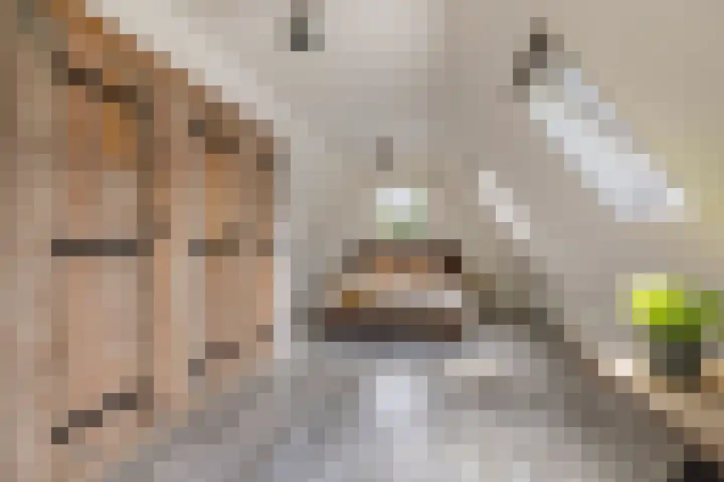 Reidikker 15 Ryptsjerk thumbnail 31