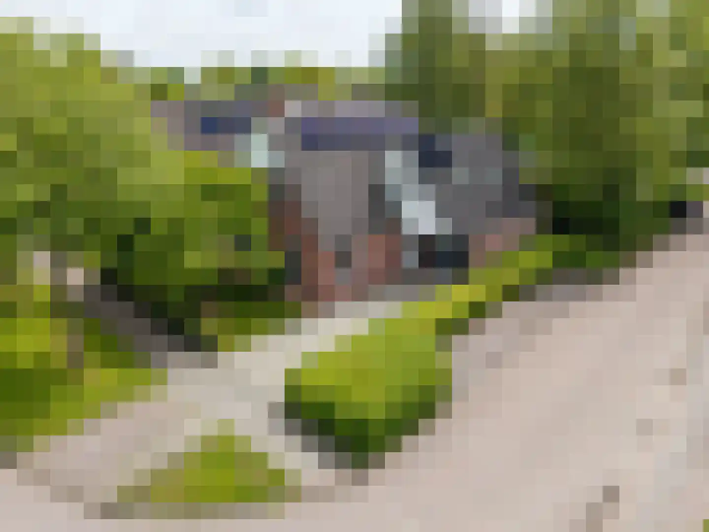 Reidikker 15 Ryptsjerk thumbnail 9