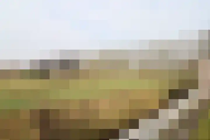Reidikker 28 Ryptsjerk thumbnail 54