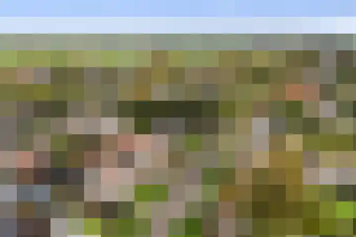 Reidikker 44 Ryptsjerk thumbnail 49