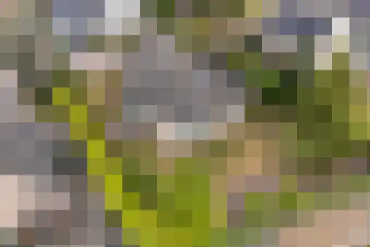 Reidklyster 40 Hurdegaryp thumbnail 37
