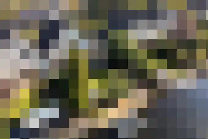 Reidkraach 8 Oudehaske thumbnail 6