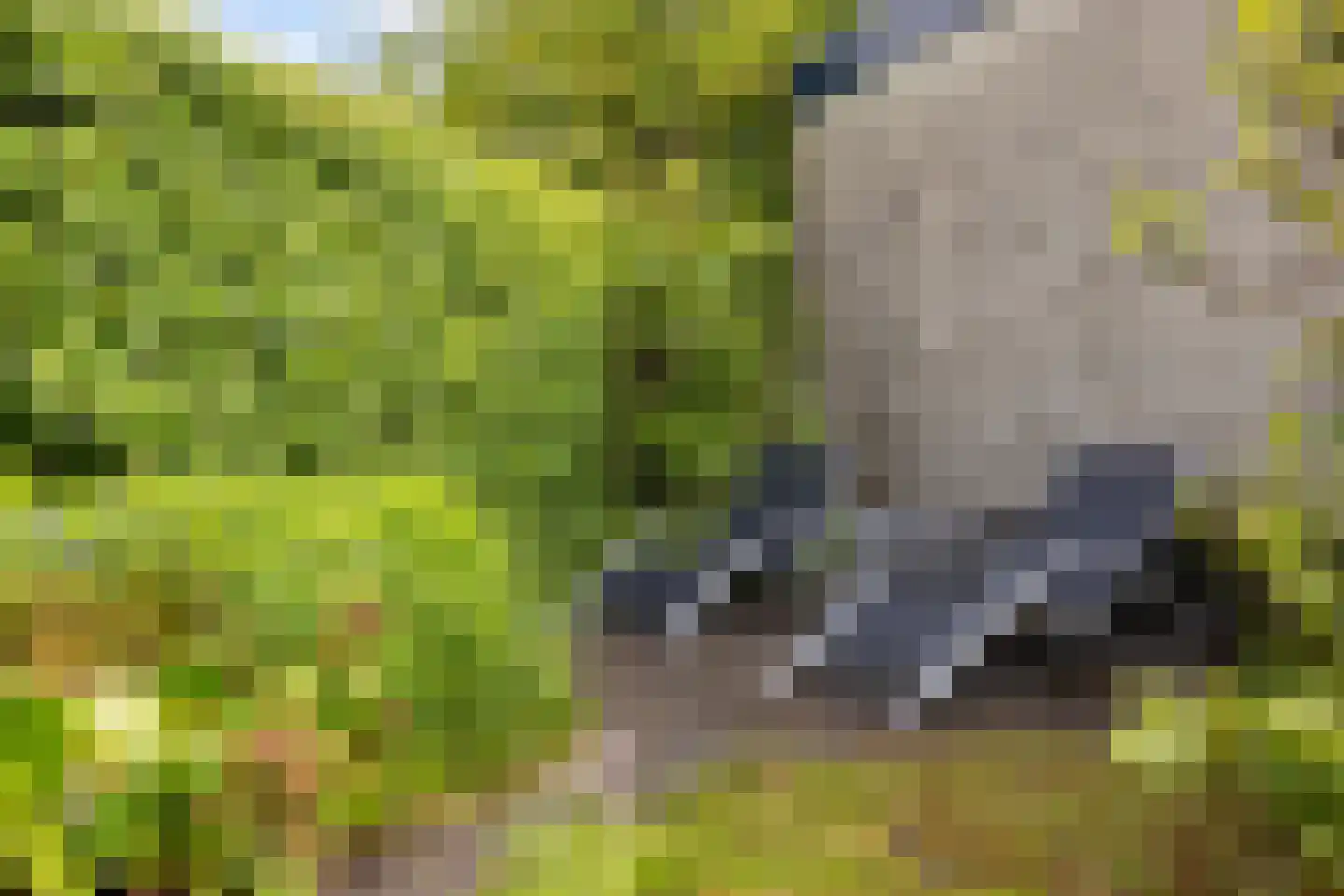 Reidlânswei 48 Hurdegaryp thumbnail 47
