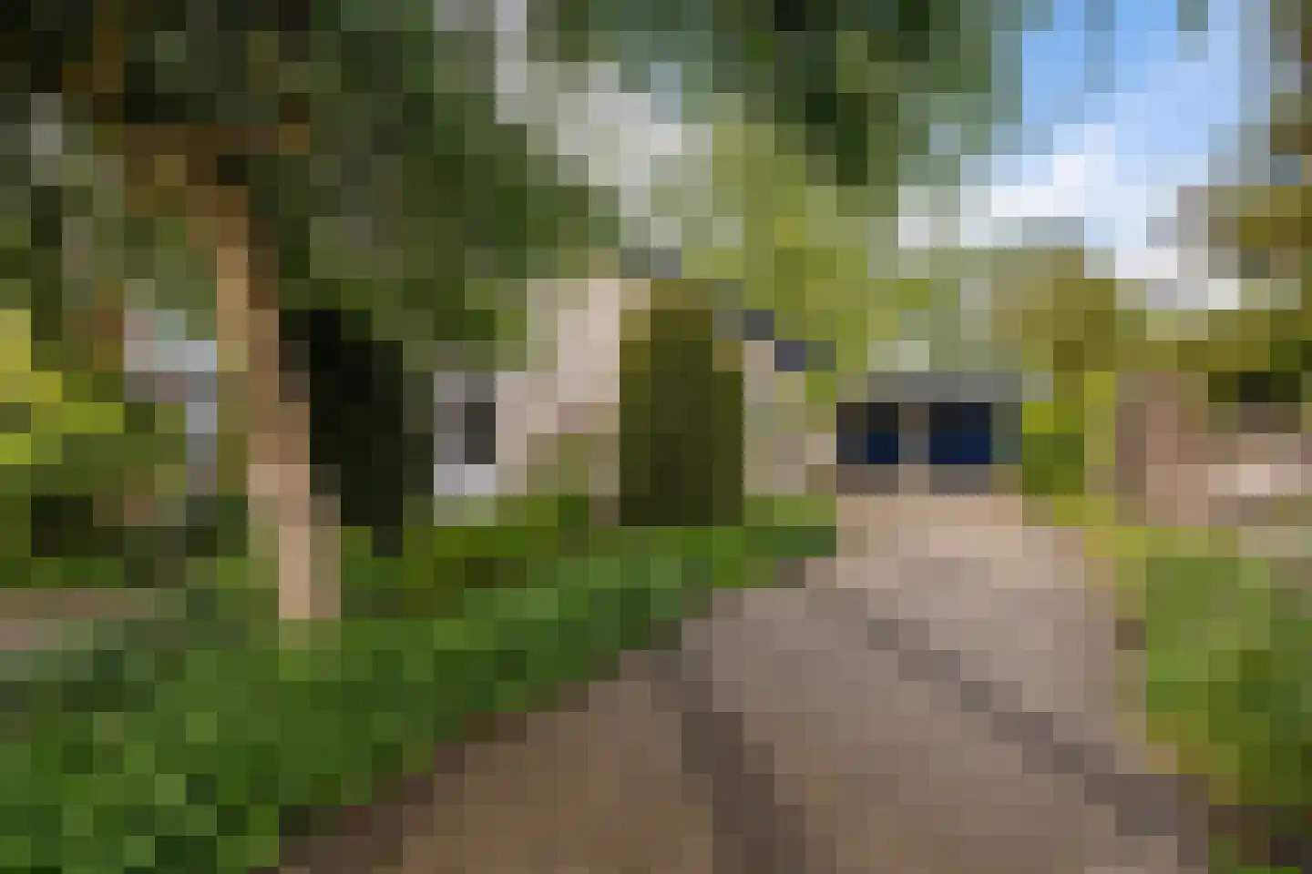 Reidlânswei 48 Hurdegaryp thumbnail 5