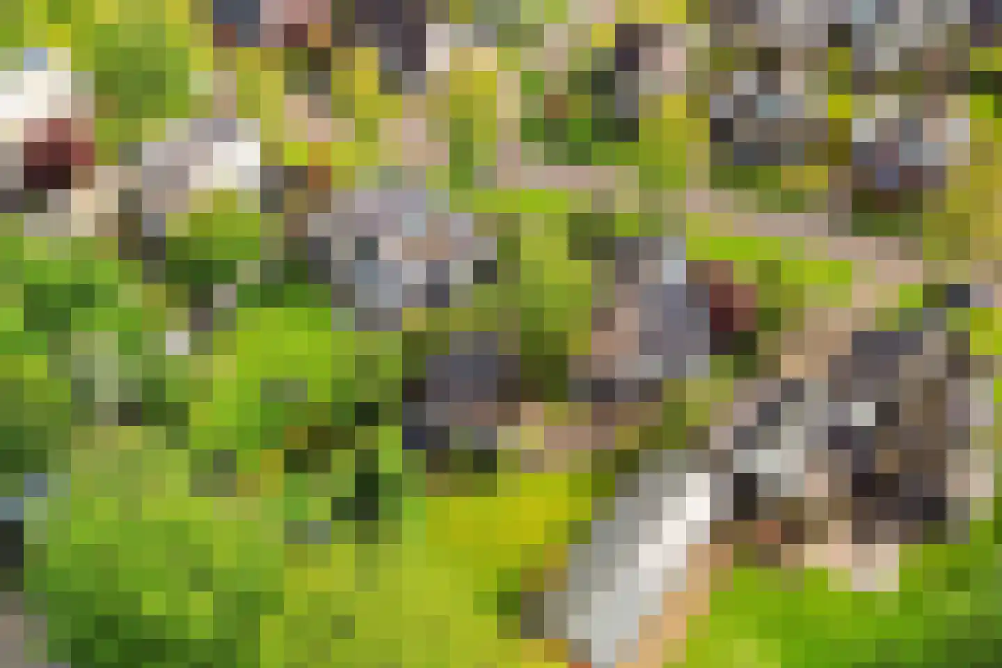 Reidlânswei 48 Hurdegaryp thumbnail 62