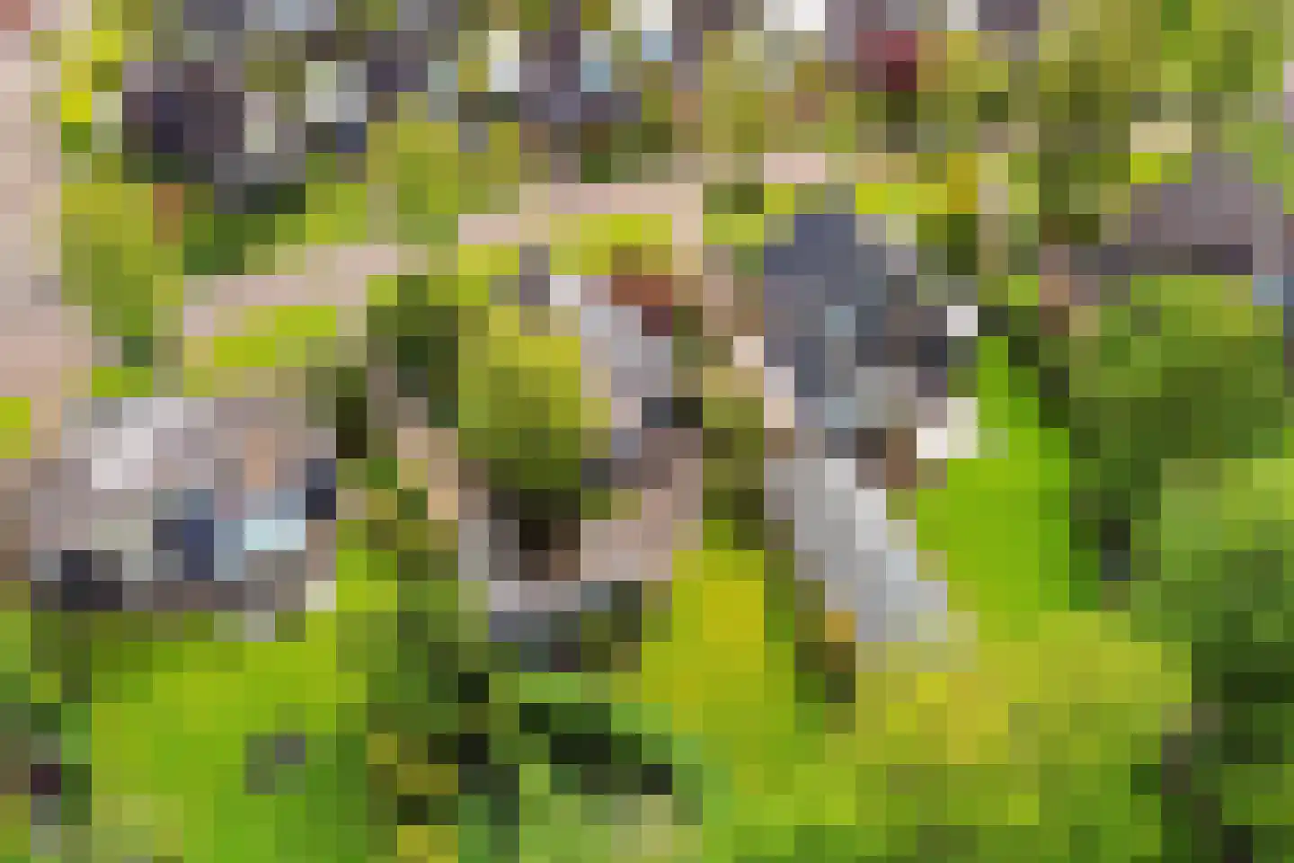 Reidlânswei 48 Hurdegaryp thumbnail 63