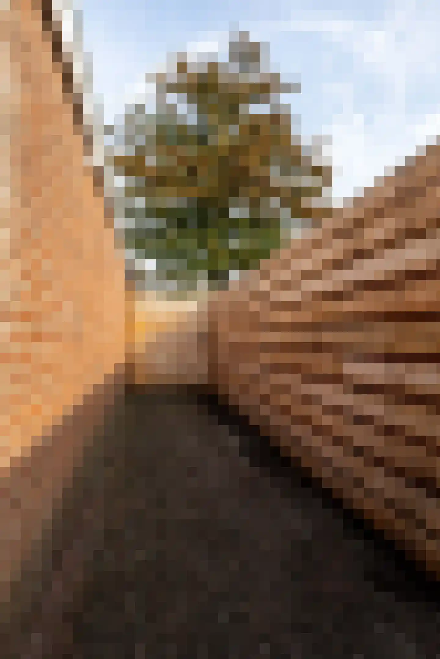Reidplom 1 Hurdegaryp thumbnail 58