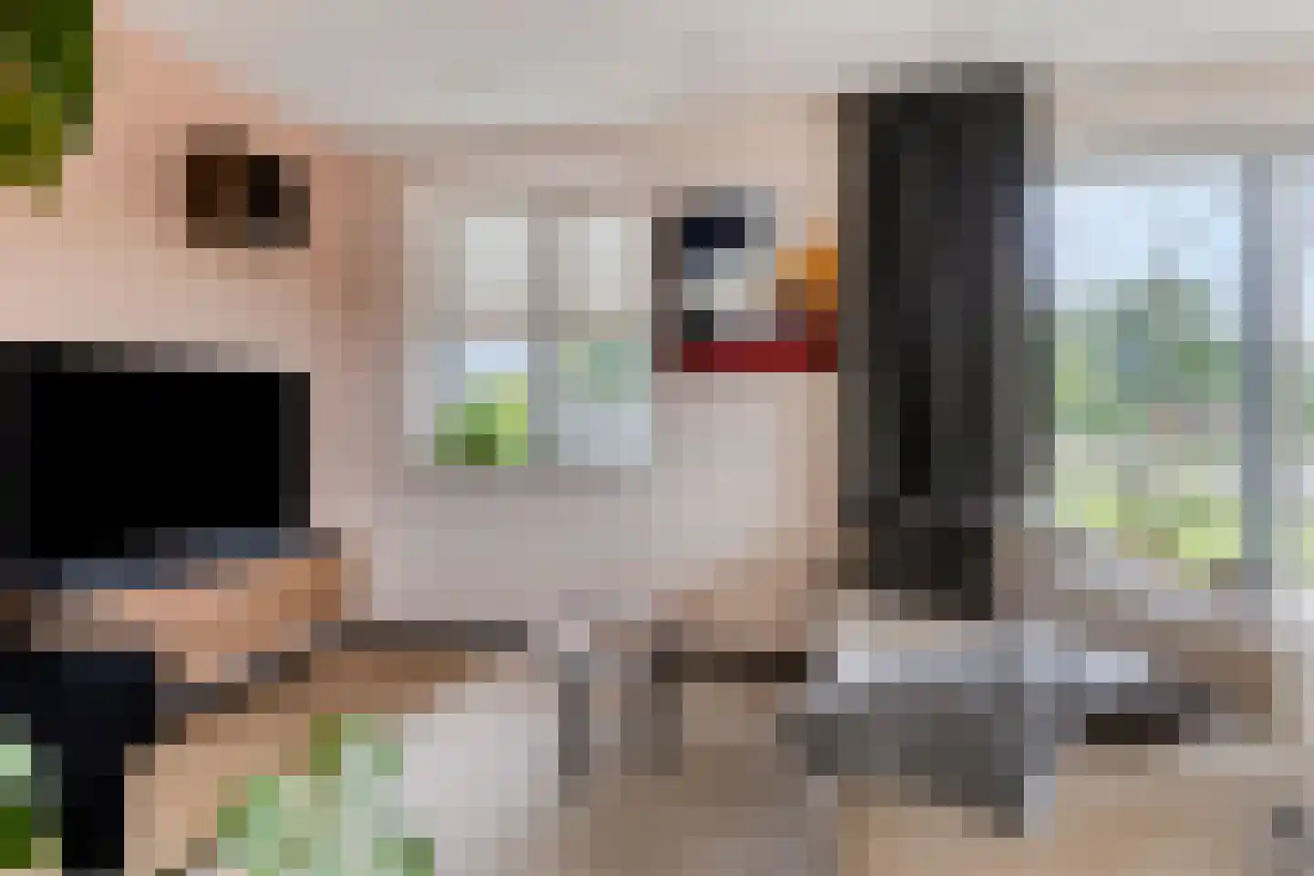 Reidroas 2 A 2 Hurdegaryp thumbnail 6