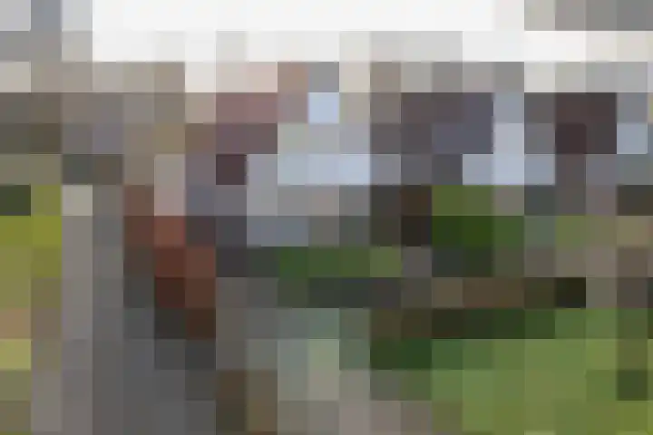 Reidroas 9 Hurdegaryp thumbnail 7