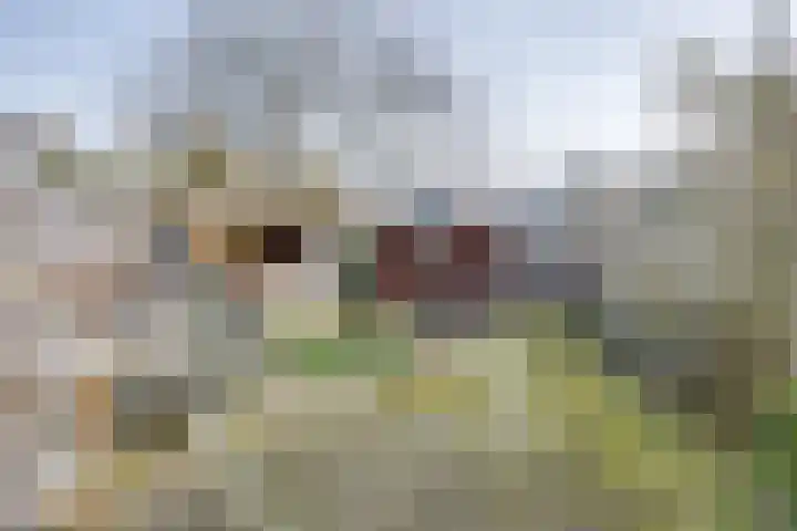 Reiendonk 18 Breda thumbnail 30