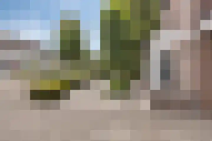 Reiger 102 Raalte thumbnail 49