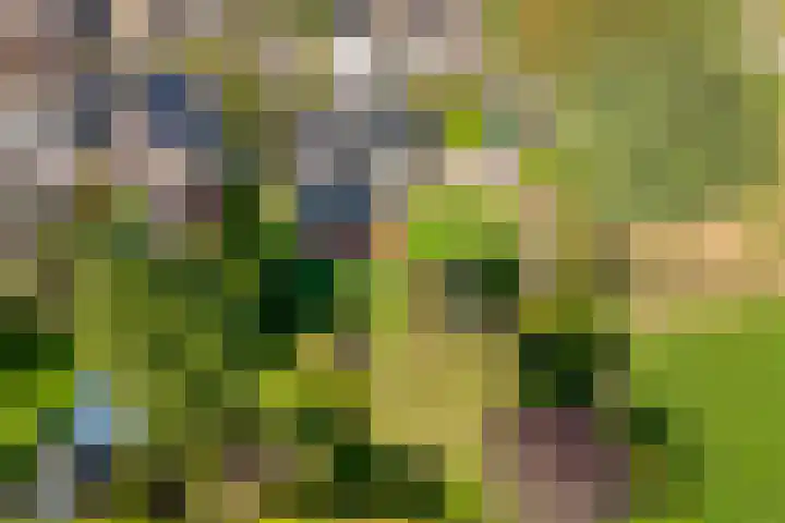Reiger 144 Raalte thumbnail 5