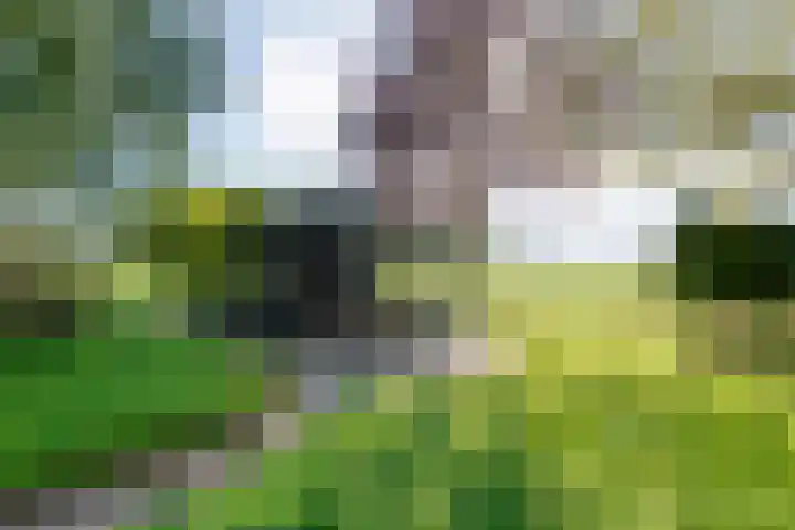 Reiger 144 Raalte thumbnail 62