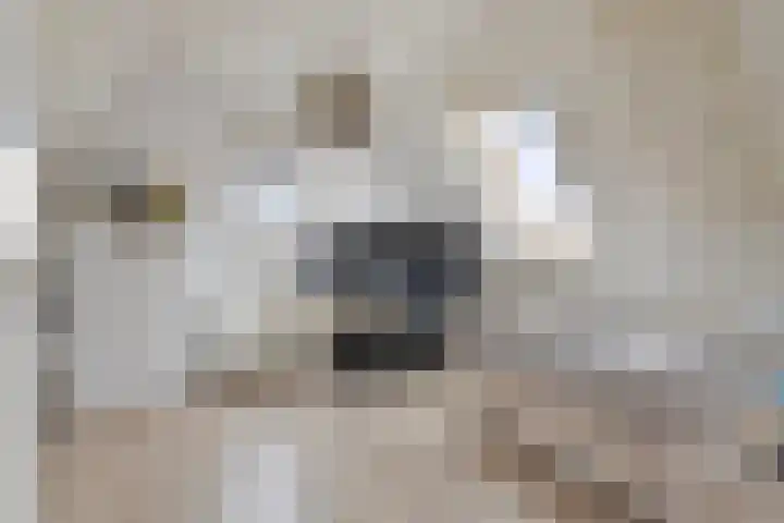Reiger 2 Terneuzen thumbnail 23