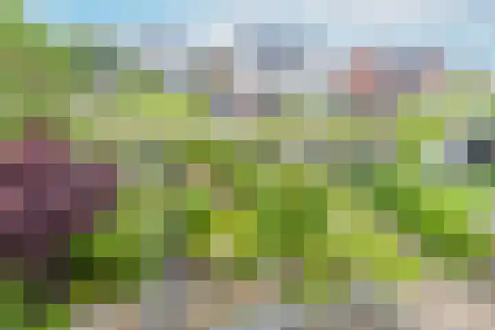 Reiger 28 's-Gravenzande thumbnail 33