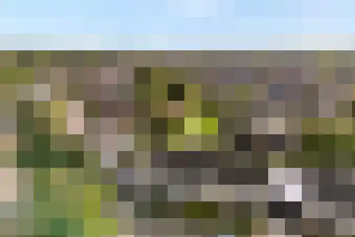 Reiger 79 Raalte thumbnail 6