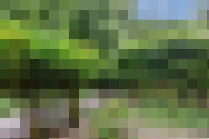 Reiger 80 Hoorn thumbnail 43