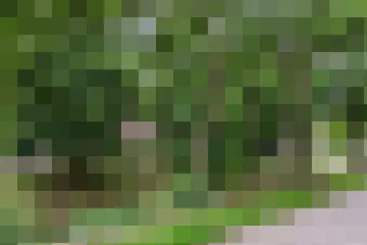 Reiger 80 Hoorn thumbnail 44