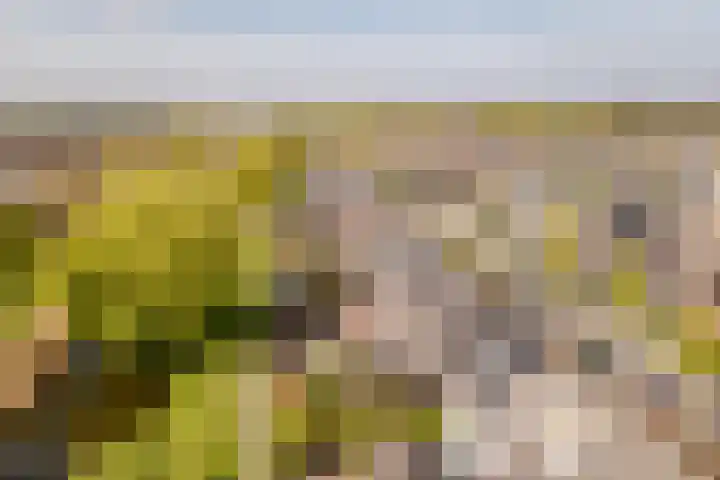 Reigerhof 5 Rockanje thumbnail 40