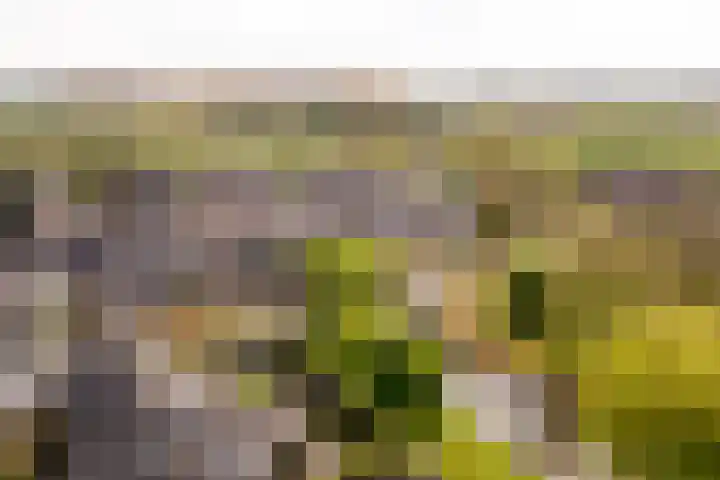 Reigerhof 5 Rockanje thumbnail 41