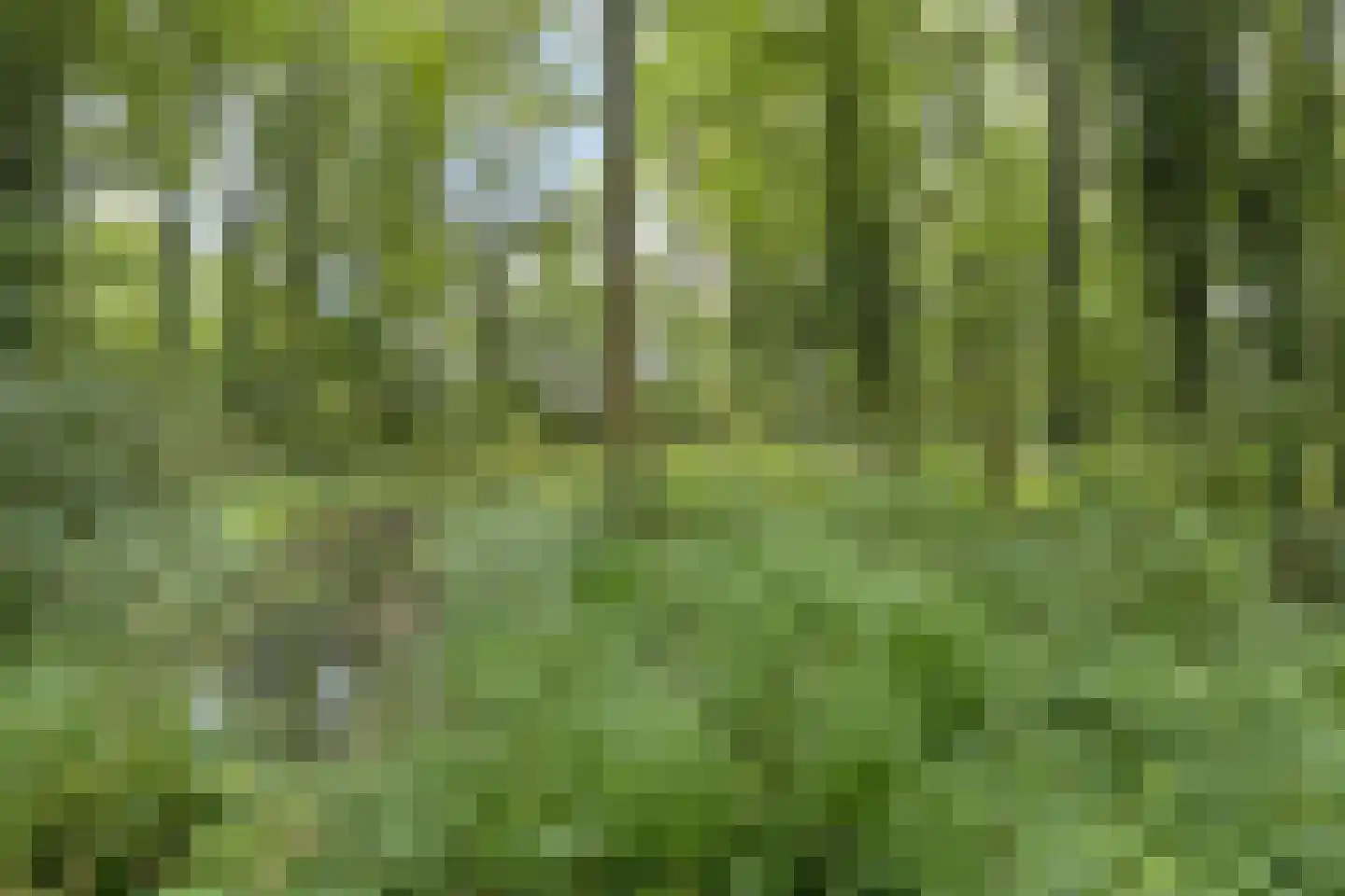 Reigerlaan 1 Kamperland thumbnail 54