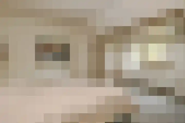 Reigerlaan 10 Eindhoven thumbnail 34