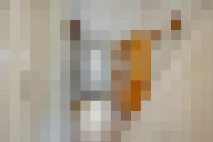Reigerskamp 534 Maarssen thumbnail 7