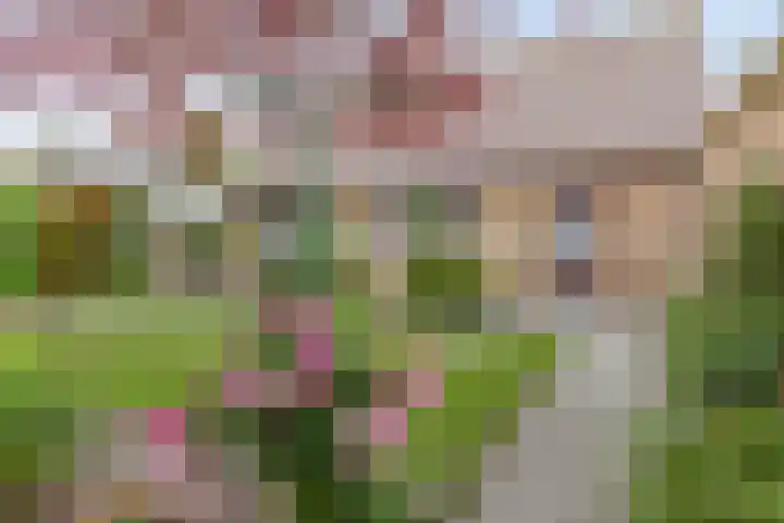 Reigerstraat 3 Heinkenszand thumbnail 32