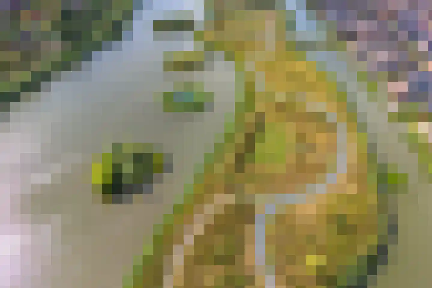Reijersgroet 117 Alkmaar thumbnail 58