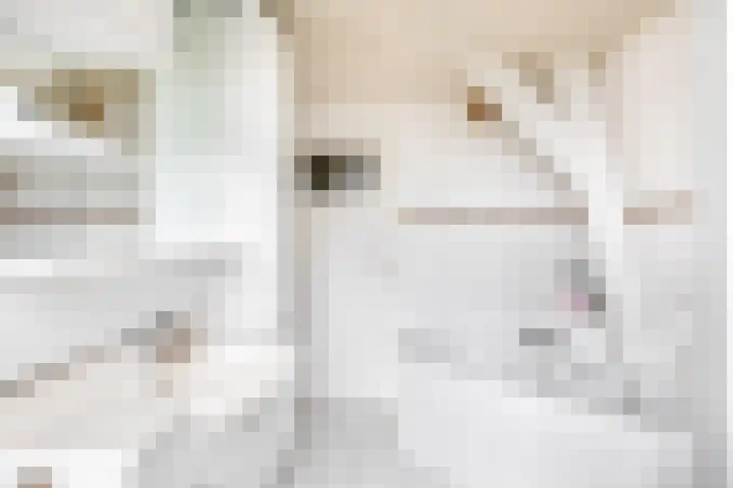 Reijerskoop 121 Boskoop thumbnail 21