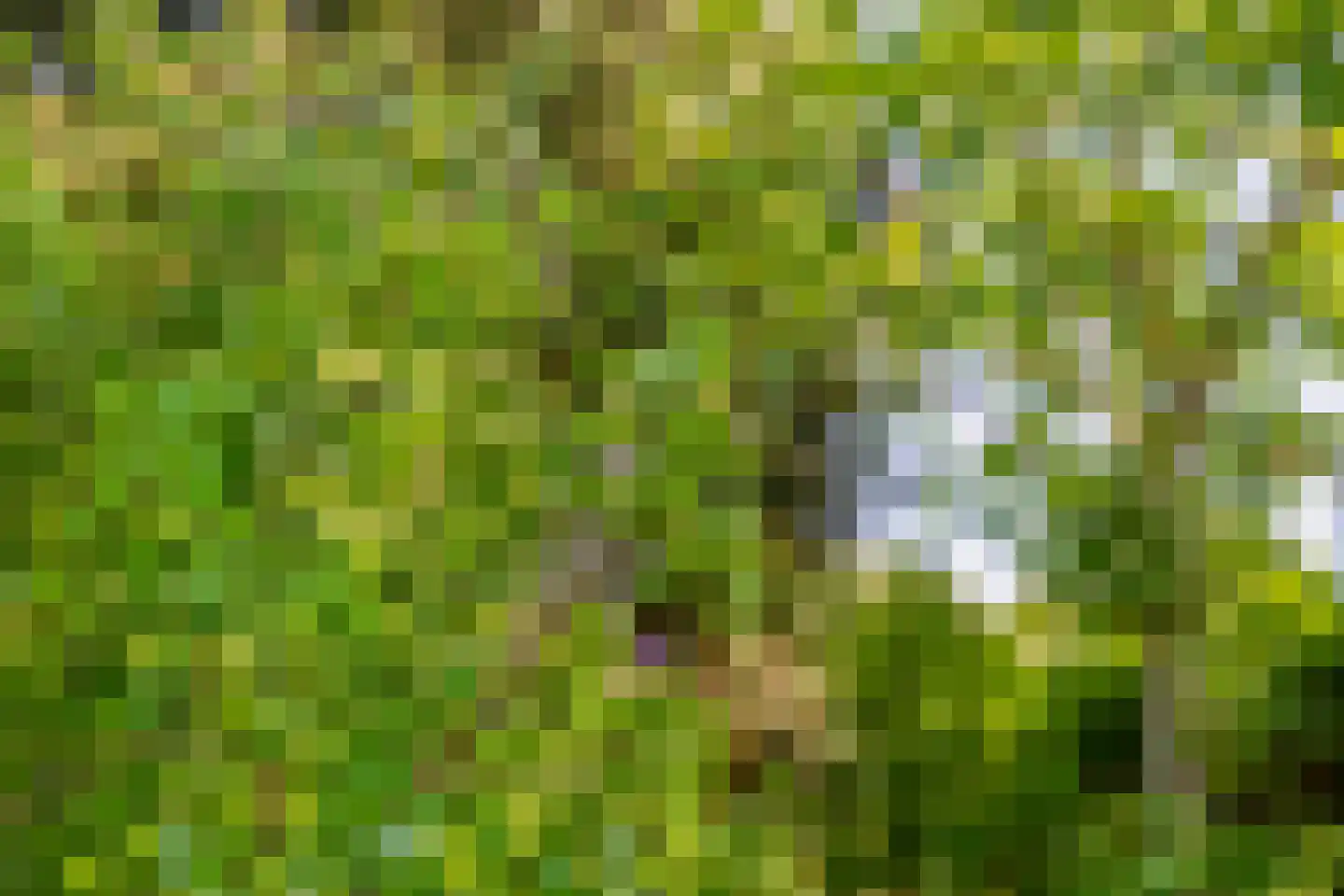 Reijerskoop 121 Boskoop thumbnail 48