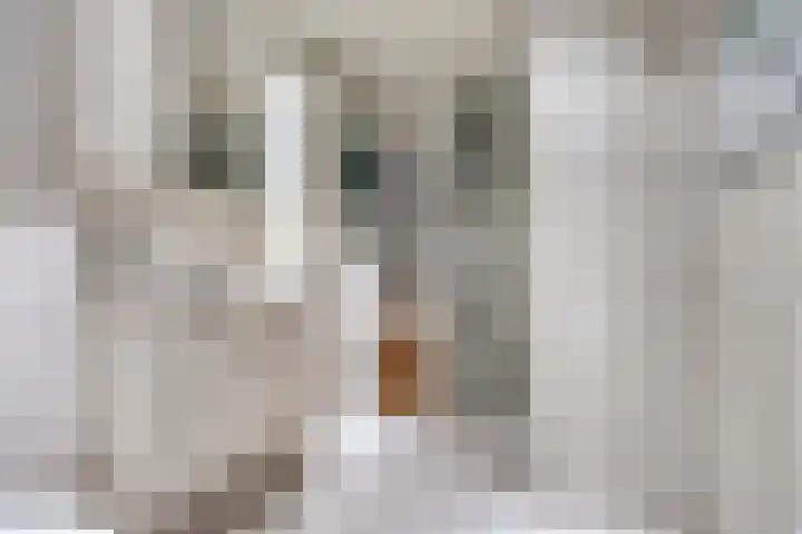 Reina Prinsen Geerligssingel 6 Pijnacker thumbnail 4