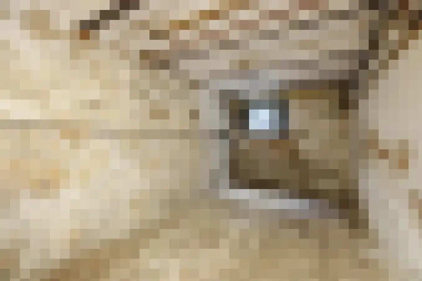 Reinaldstraat 18 Velp thumbnail 46