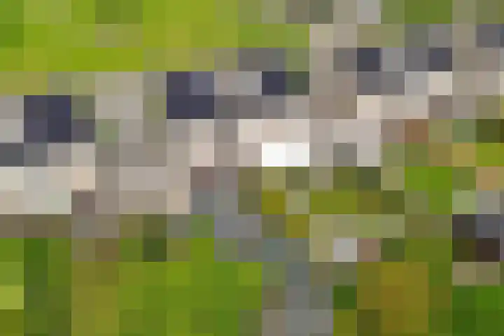 Reinder Brolsmaplein 20 Stiens thumbnail 31