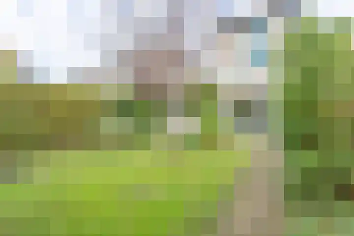 Reinette 22 Boskoop thumbnail 29