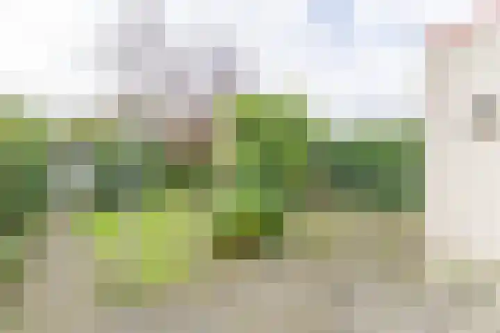 Reinette 22 Boskoop thumbnail 30