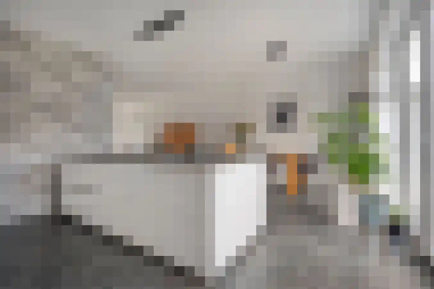Reininkstraat 17 Balkbrug thumbnail 17