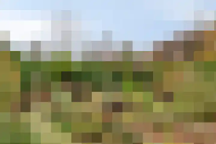 Reisvennestraat 63 Valkenswaard thumbnail 36