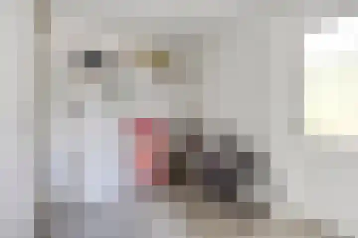 Reitselaan 65 Haaren thumbnail 26