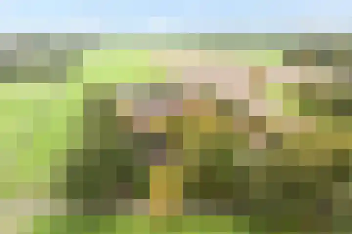 Rekveldweg 6 Dalfsen foto 3