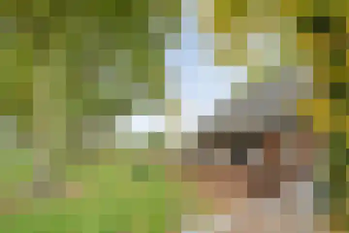 Rekveldweg 6 Dalfsen thumbnail 39