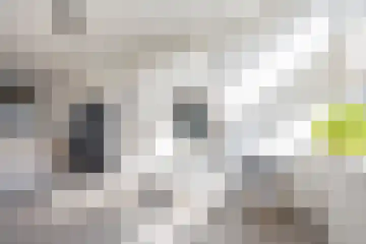 Reling 71 Nijkerk thumbnail 12
