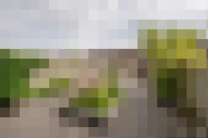 Reling 94 Nijkerk thumbnail 26