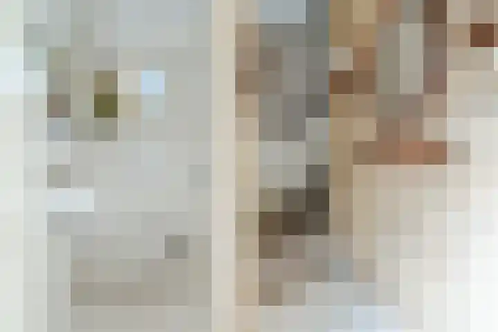 Rembrandt van Rijnstraat 23 Deurne thumbnail 22